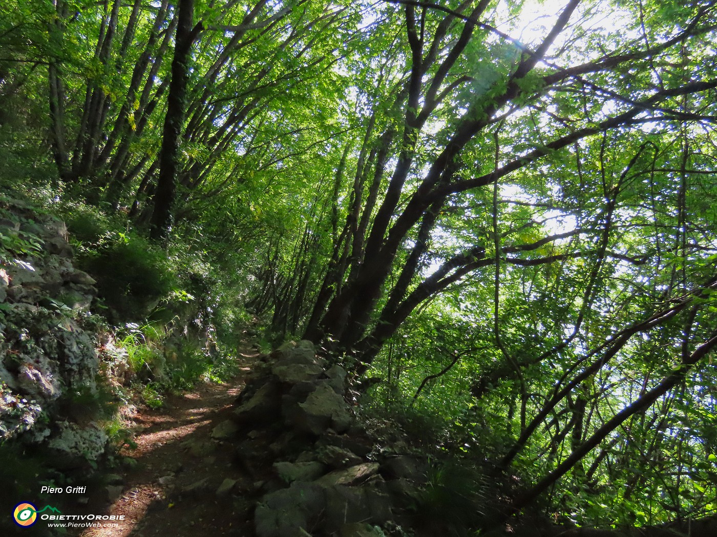 23 Sul sentiero 505 nel bosco di carpini neri .JPG